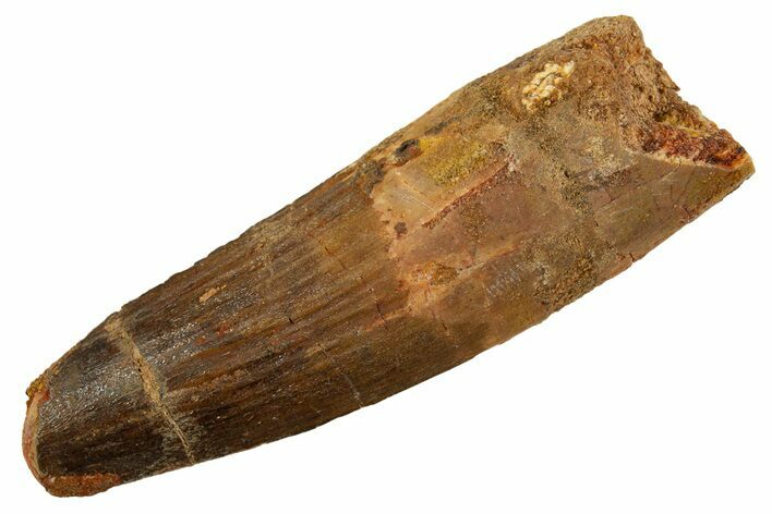 Fossil Spinosaurus Tooth - Feeding Worn Tip #344518